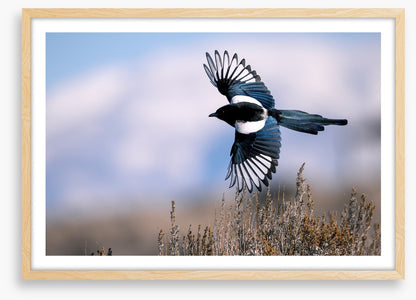 Soaring magpie
