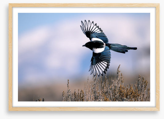 Soaring magpie
