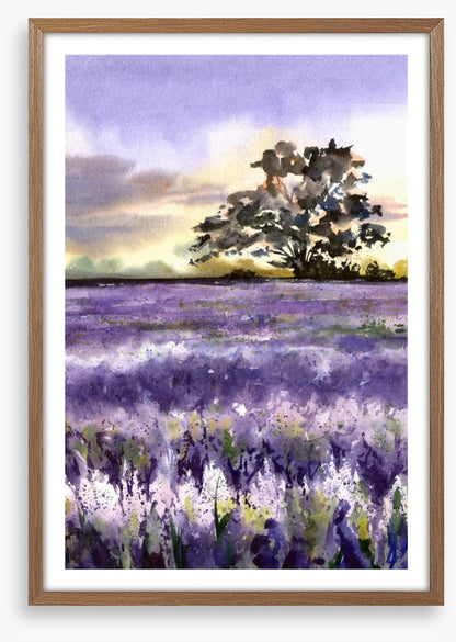 Purples of Provence