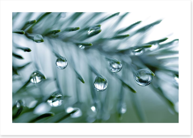 Pine drops