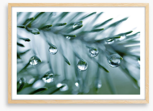 Pine drops