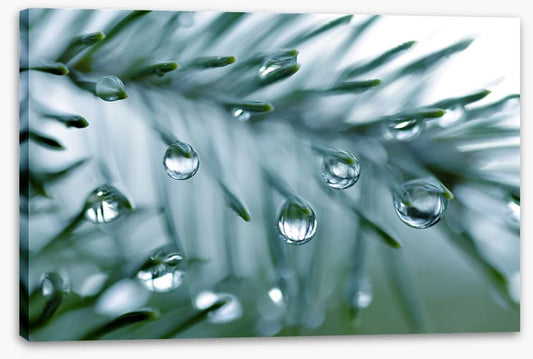 Pine drops