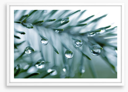 Pine drops