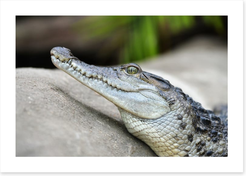 Camouflage croc