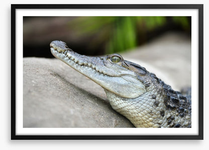 Camouflage croc