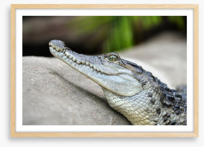 Camouflage croc