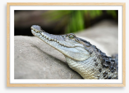 Camouflage croc