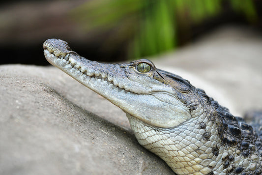 Camouflage croc