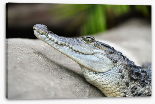 Camouflage croc