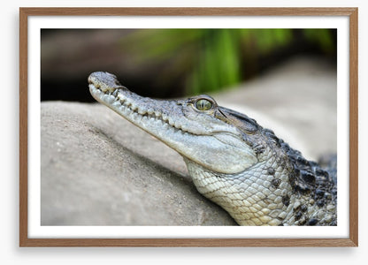 Camouflage croc