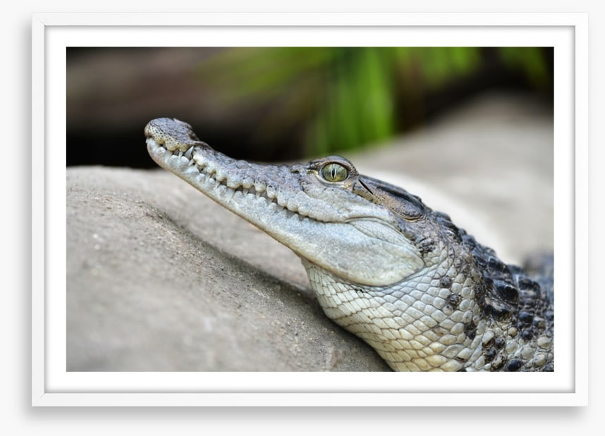 Camouflage croc