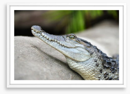 Camouflage croc