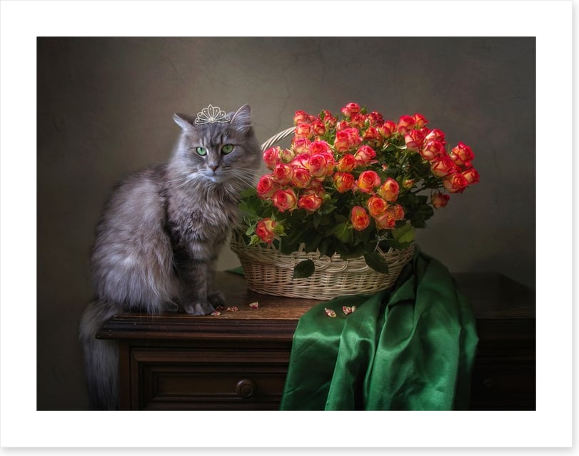 Still Life