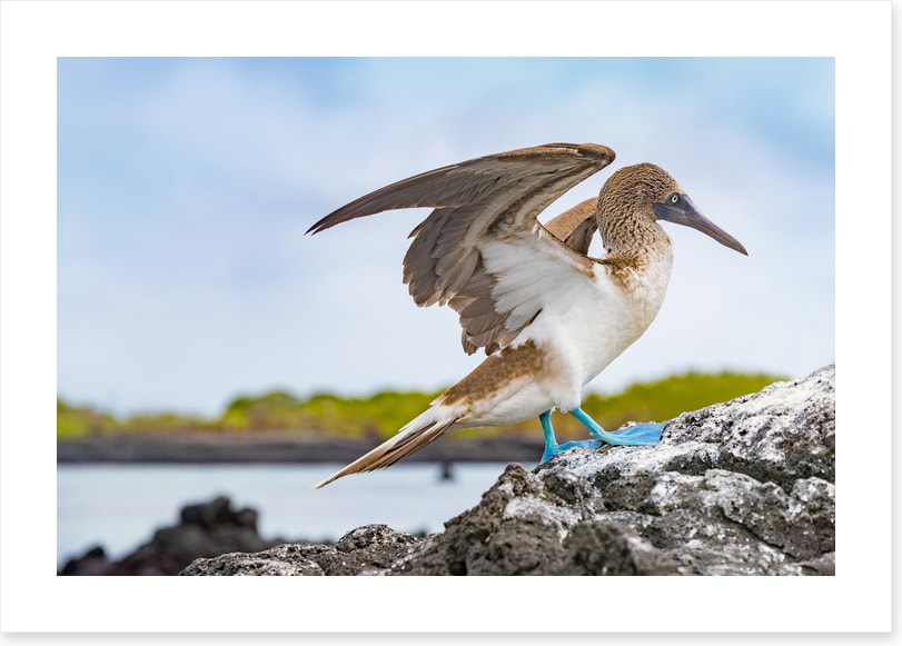 Blue-footed booby