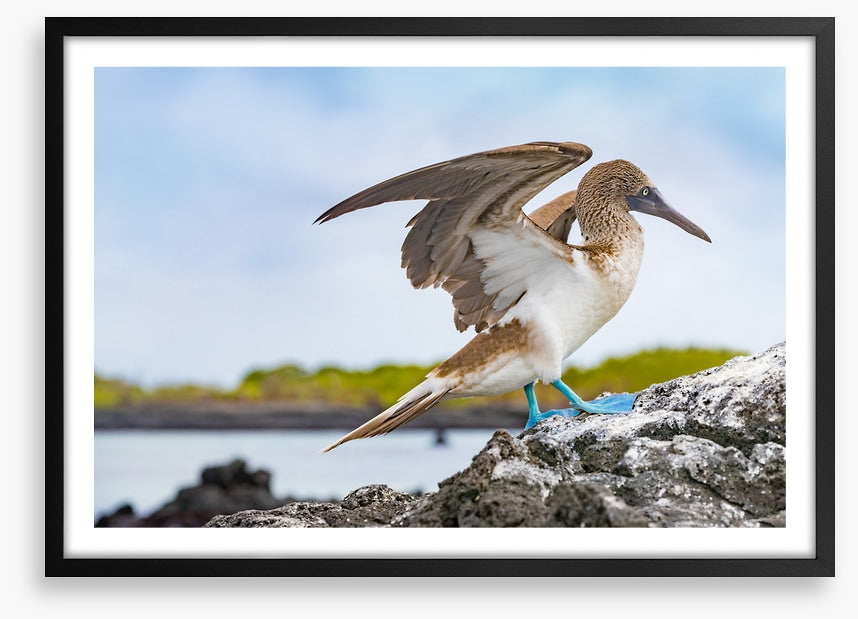 Blue-footed booby