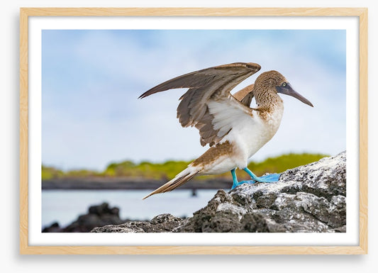 Blue-footed booby