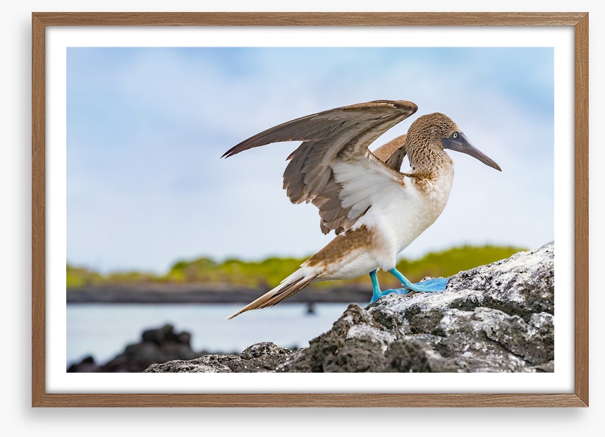 Blue-footed booby