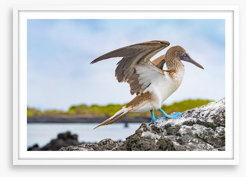 Blue-footed booby