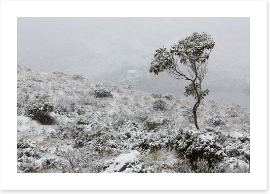 Tasmania