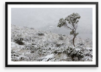Tasmania