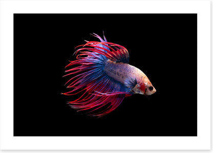 Fish / Aquatic