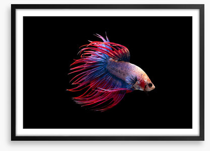Fish / Aquatic