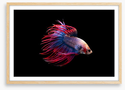 Fish / Aquatic