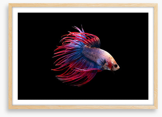 Fish / Aquatic