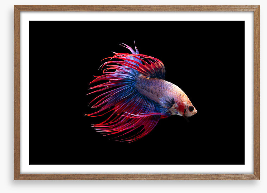 Fish / Aquatic