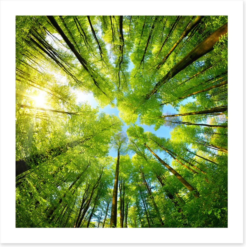 In the treetops