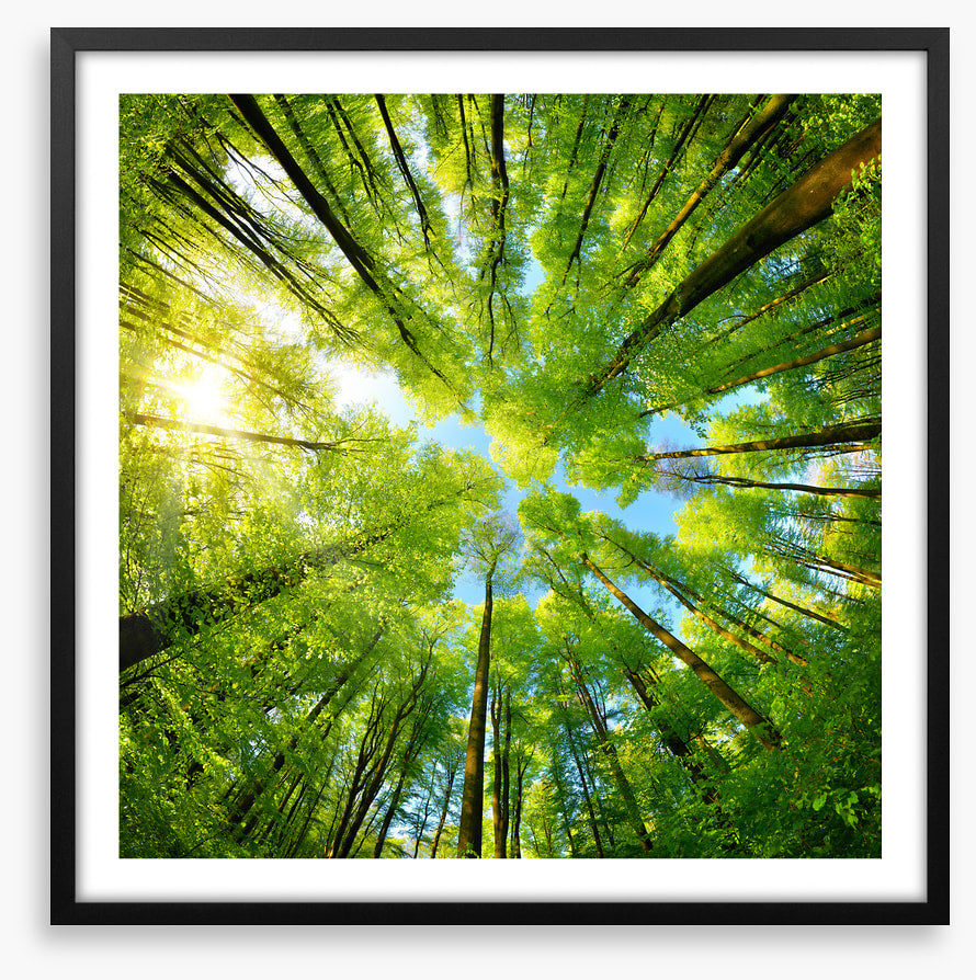 In the treetops