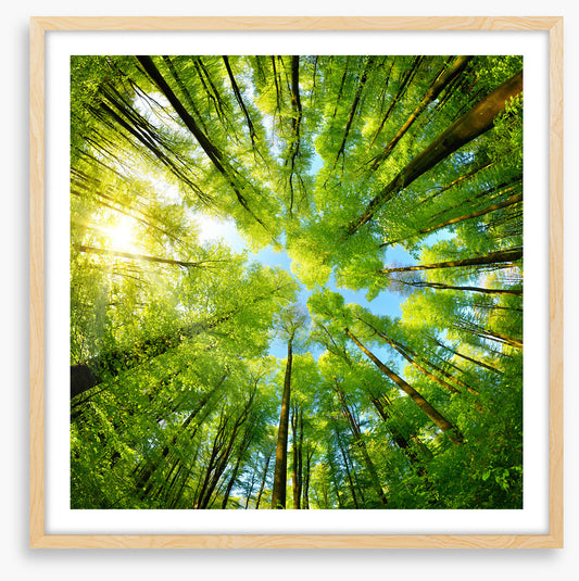 In the treetops