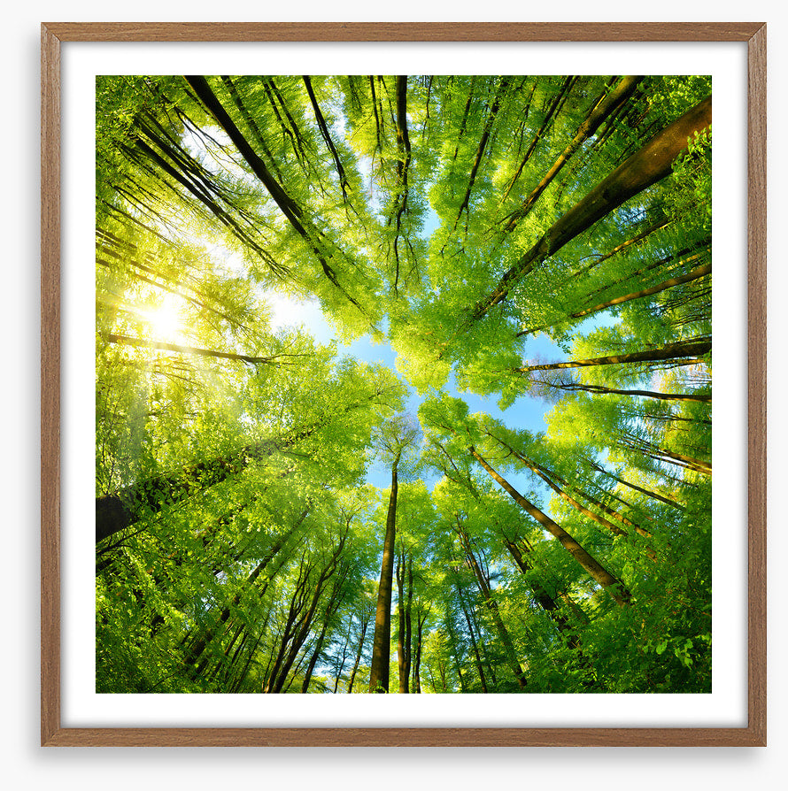In the treetops