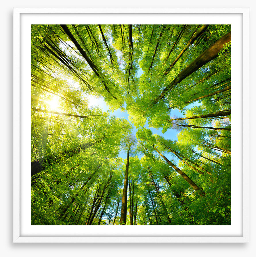 In the treetops