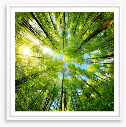 In the treetops