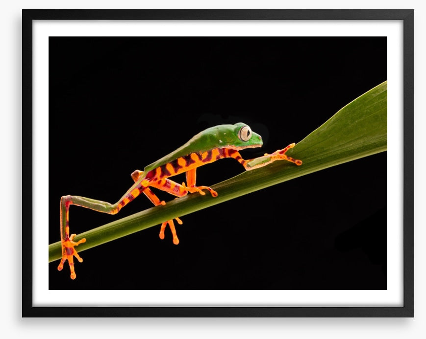 Reptiles / Amphibian