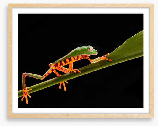 Reptiles / Amphibian