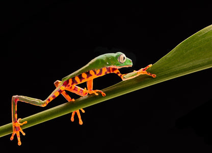Reptiles / Amphibian