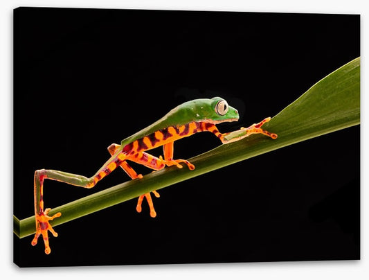 Reptiles / Amphibian