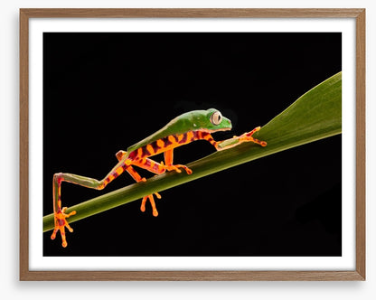 Reptiles / Amphibian