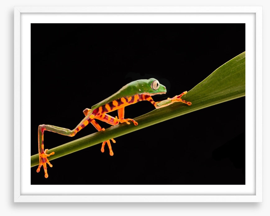 Reptiles / Amphibian