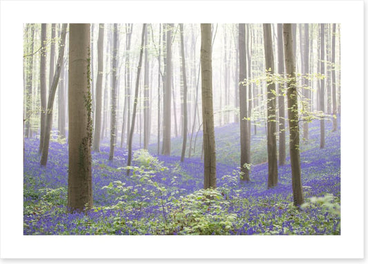 The bluebell forest