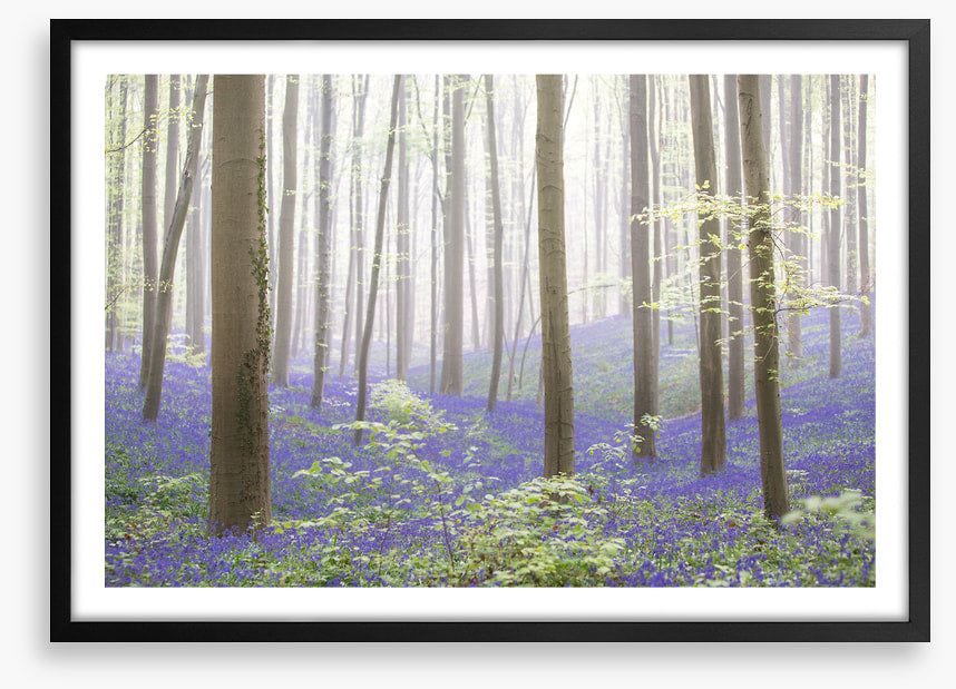 The bluebell forest