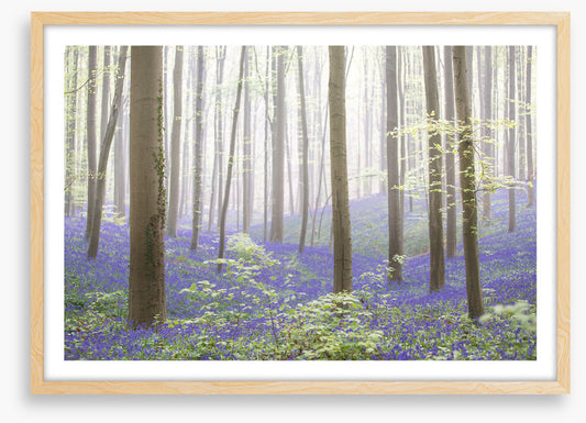 The bluebell forest