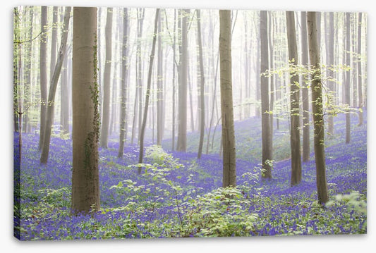 The bluebell forest