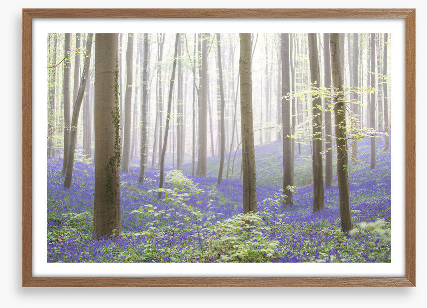 The bluebell forest