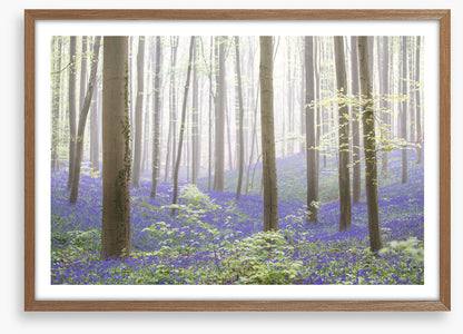 The bluebell forest