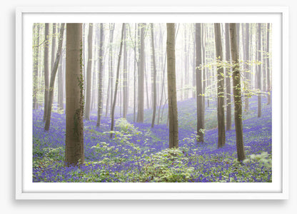The bluebell forest