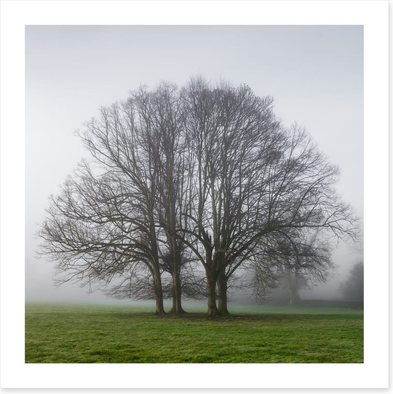 The old oak tree