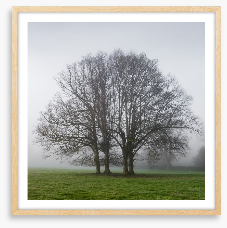 The old oak tree